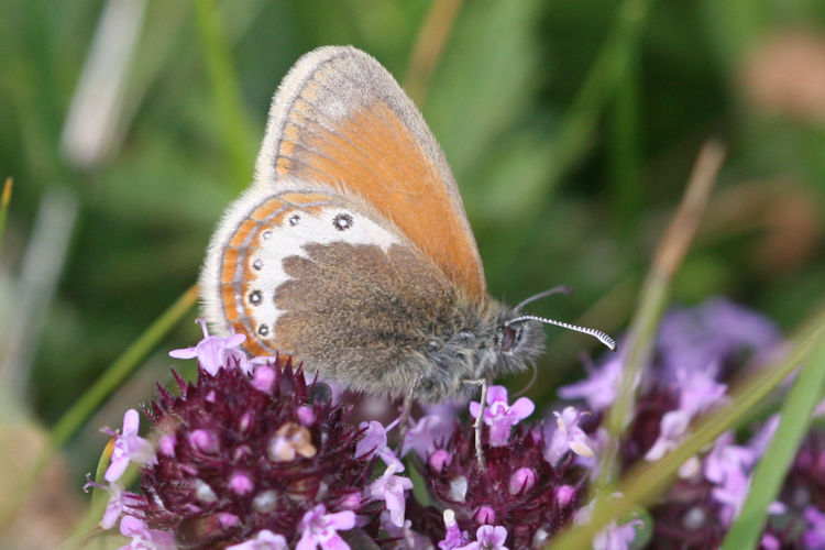 Coenonympha gardetta: Bild 15