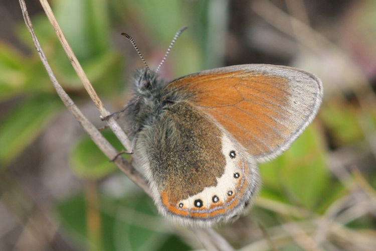 Coenonympha gardetta: Bild 16