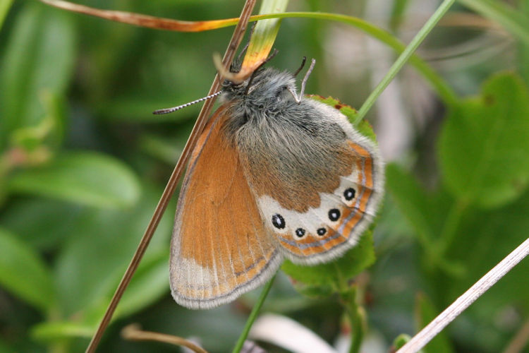 Coenonympha gardetta: Bild 17