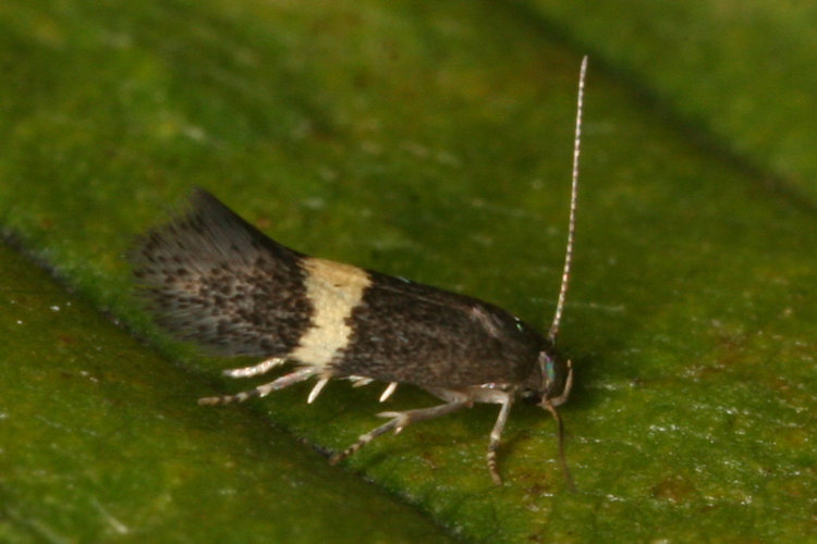 Elachista chrysodesmella: Bild 3