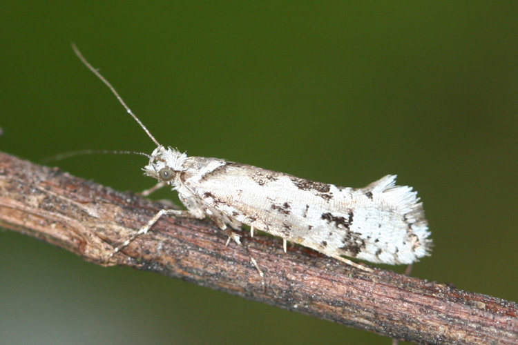 Ypsolopha sequella: Bild 1