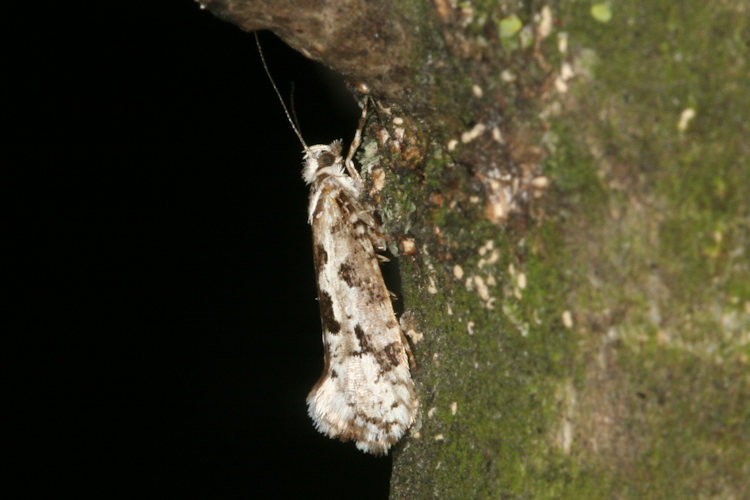 Ypsolopha sequella: Bild 2