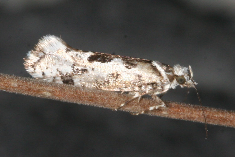 Ypsolopha sequella: Bild 3