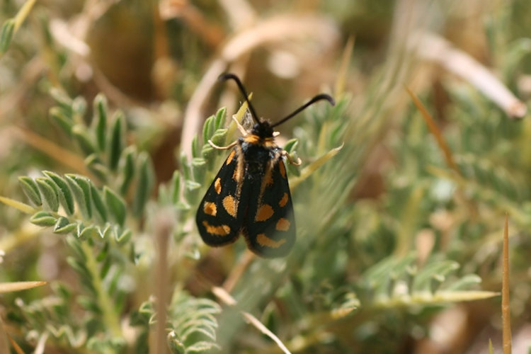 Zygaena johannae: Bild 2