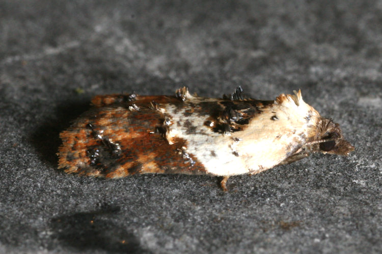 Acleris variegana: Bild 1