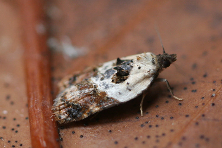 Acleris variegana: Bild 2