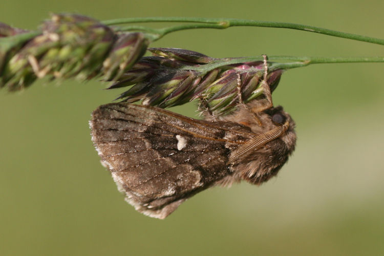 Cosmotriche lobulina: Bild 1