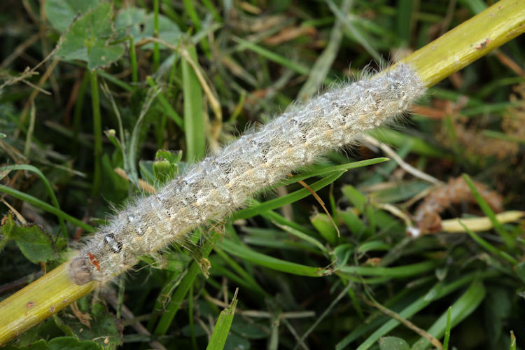 Poecilocampa alpina canensis: Bild 1