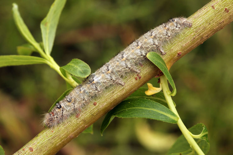 Poecilocampa alpina canensis: Bild 2