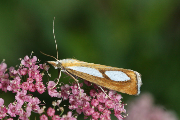 Catoptria conchella: Bild 4