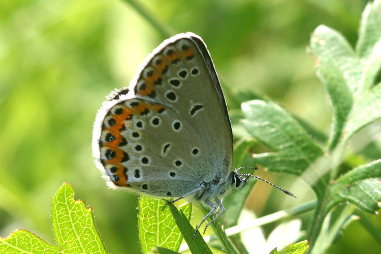 Plebejus argyrognomon: Bild 25