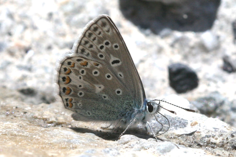 Polyommatus eros: Bild 15