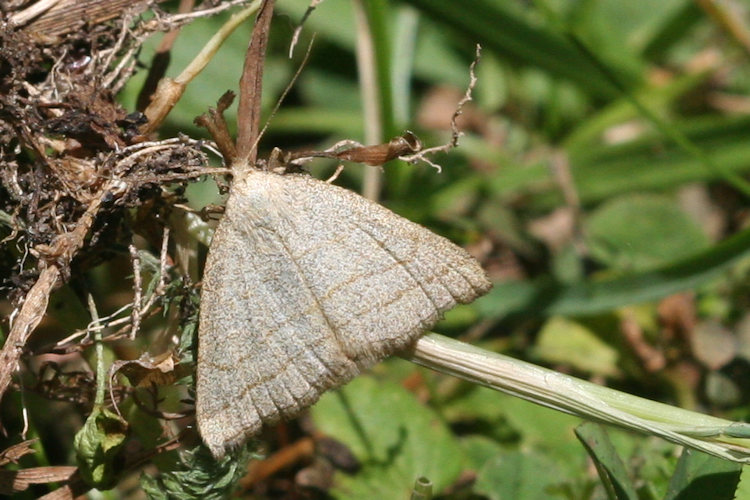 Polypogon tentacularia: Bild 4