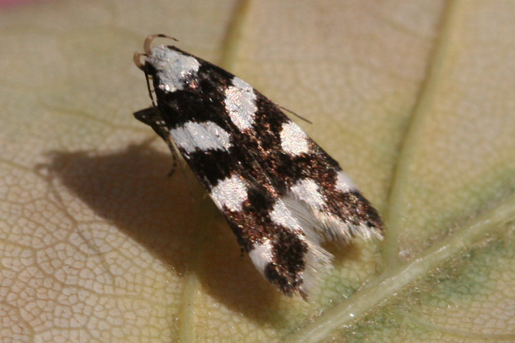 Pseudotelphusa tessella: Bild 3