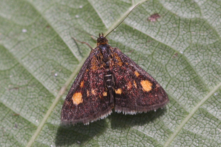 Pyrausta aurata: Bild 2