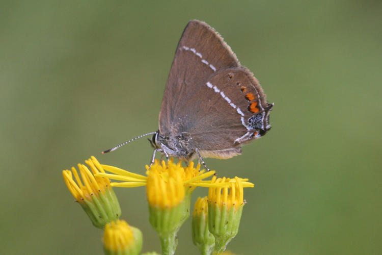 Satyrium spini: Bild 10