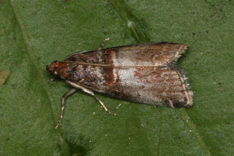 Acrobasis advenella: Bild 1