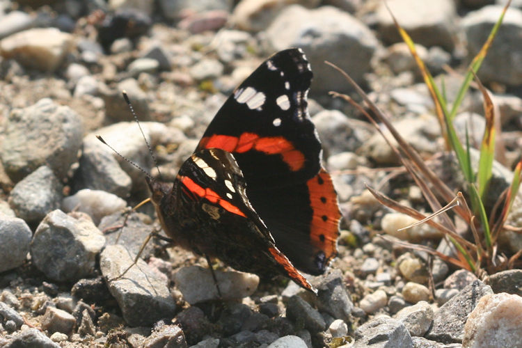 Vanessa atalanta: Bild 21