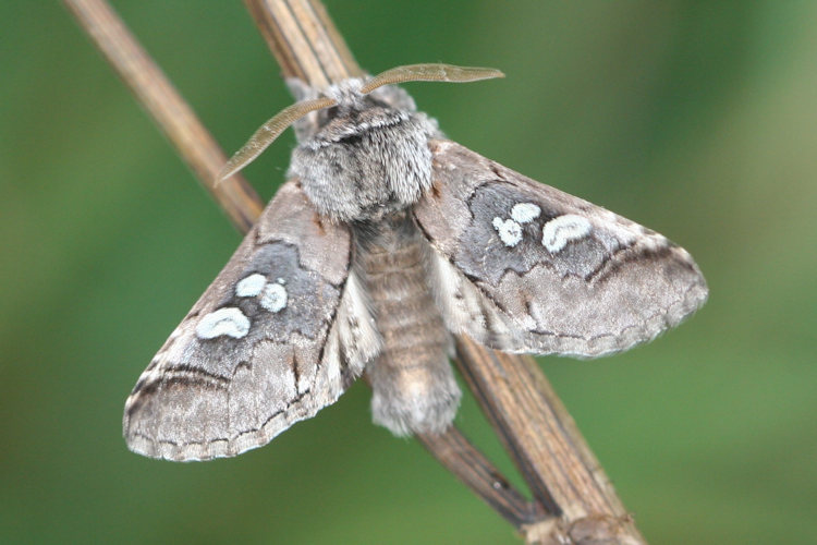 Diloba caeruleocephala: Bild 16