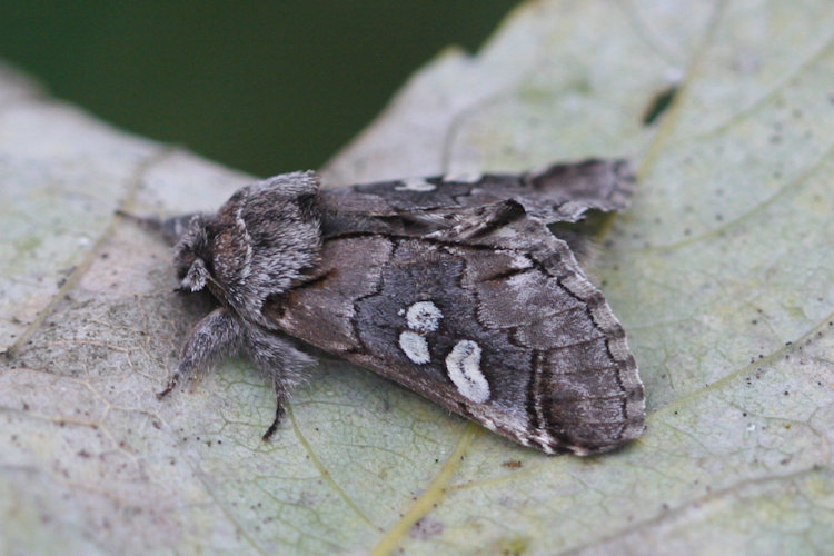 Diloba caeruleocephala: Bild 18