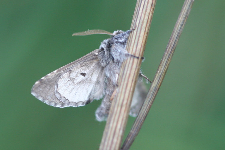 Diloba caeruleocephala: Bild 19