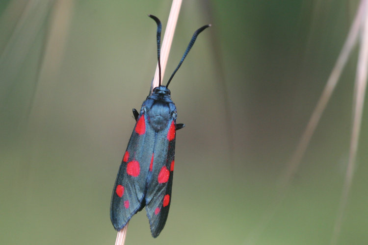 Zygaena ephialtes: Bild 7