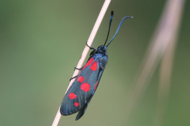 Zygaena ephialtes: Bild 8