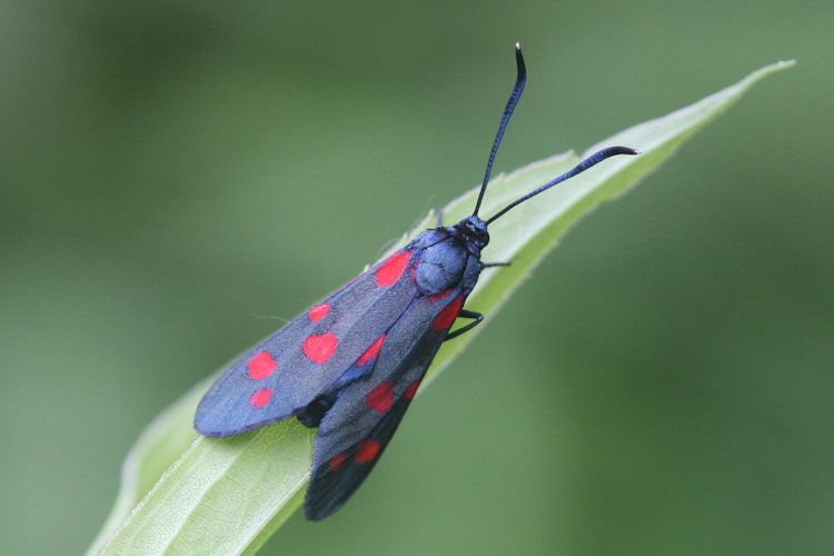 Zygaena ephialtes: Bild 9