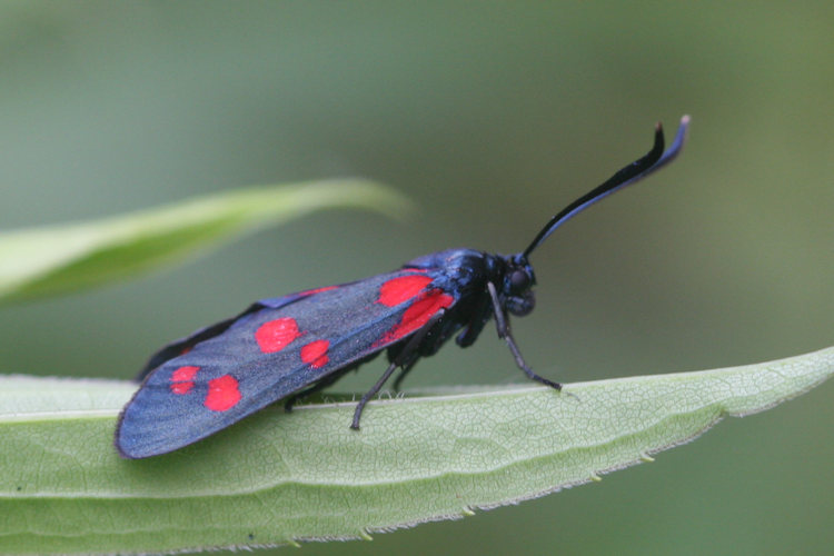 Zygaena ephialtes: Bild 10