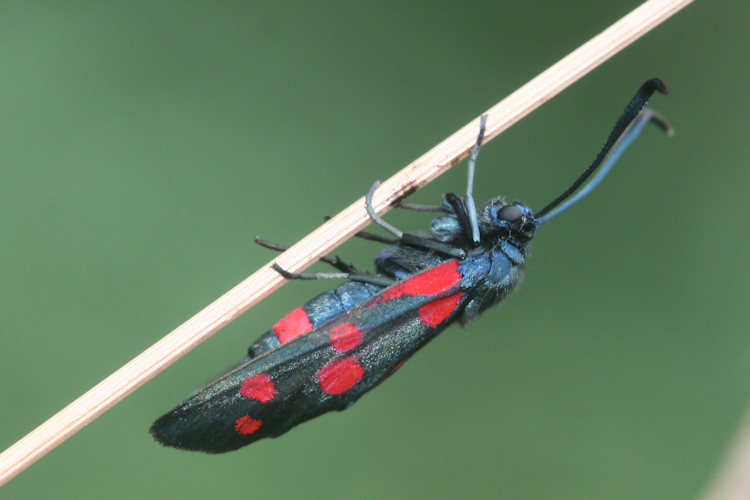 Zygaena ephialtes: Bild 11