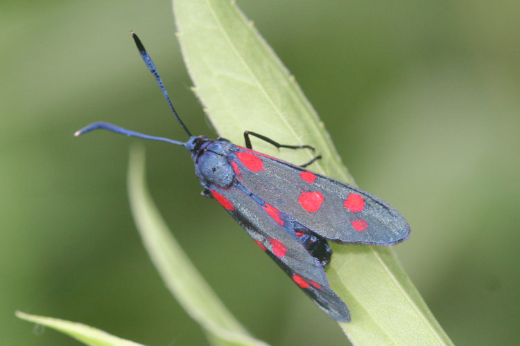 Zygaena ephialtes: Bild 12