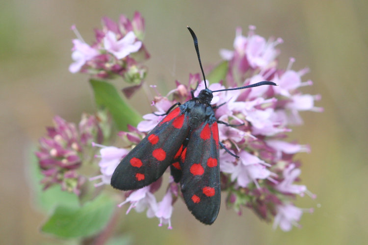 Zygaena ephialtes: Bild 13