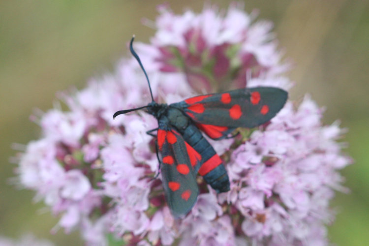 Zygaena ephialtes: Bild 14