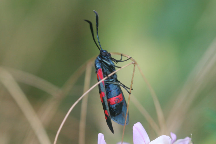 Zygaena ephialtes: Bild 15