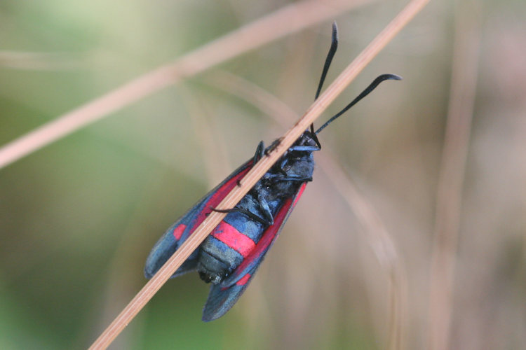 Zygaena ephialtes: Bild 16