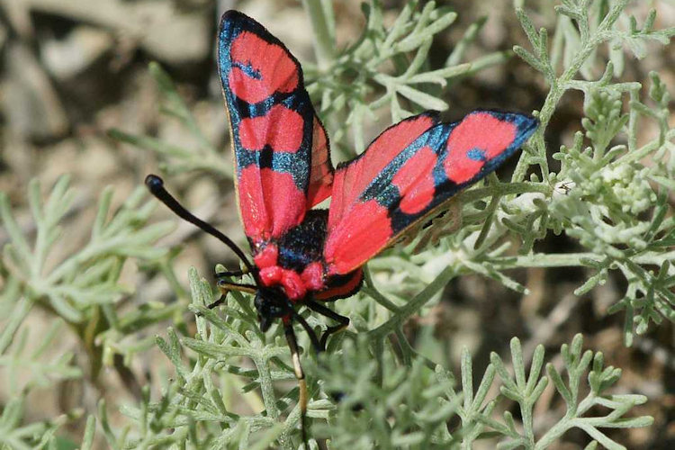 Zygaena manlia: Bild 7