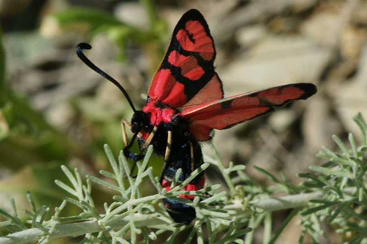 Zygaena manlia: Bild 9