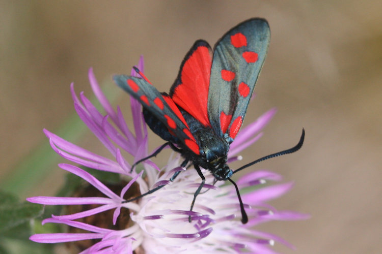 Zygaena filipendulae: Bild 10