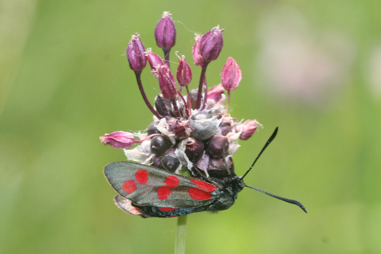 Zygaena filipendulae: Bild 11