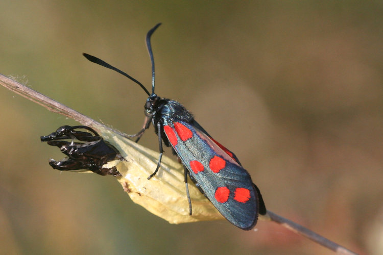 Zygaena transalpina: Bild 4