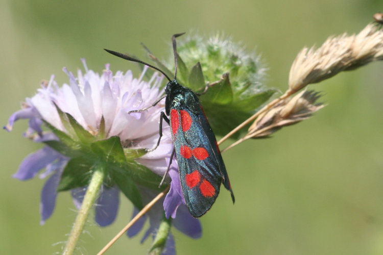 Zygaena filipendulae: Bild 12