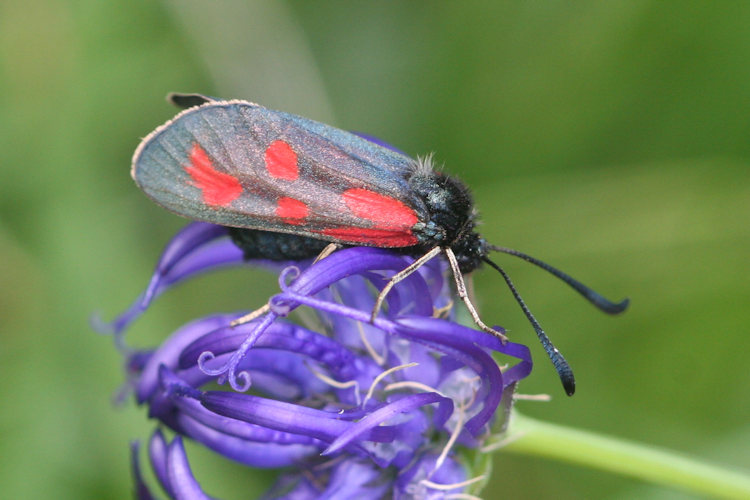 Zygaena loti: Bild 5