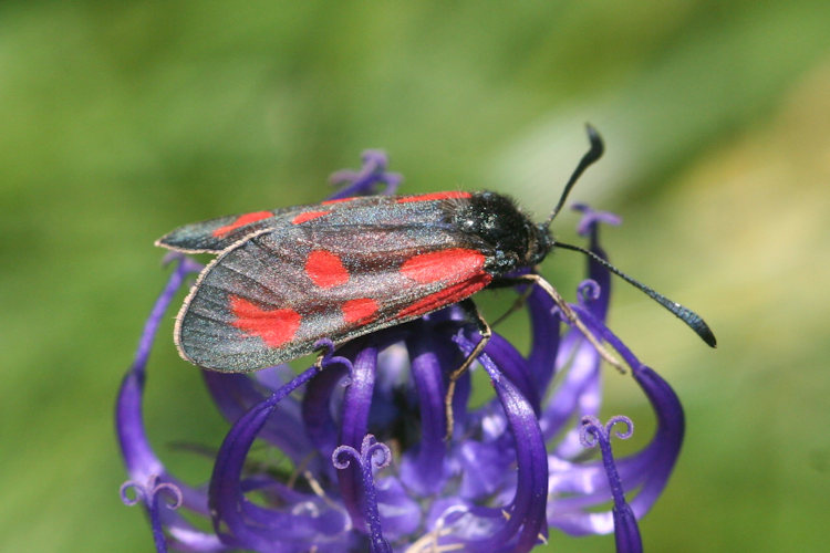 Zygaena loti: Bild 6