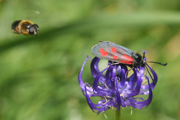 Zygaena loti: Bild 7