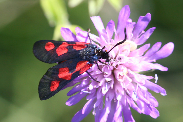 Zygaena viciae: Bild 1