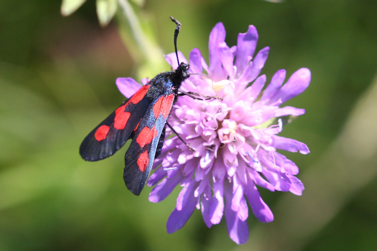 Zygaena viciae: Bild 2