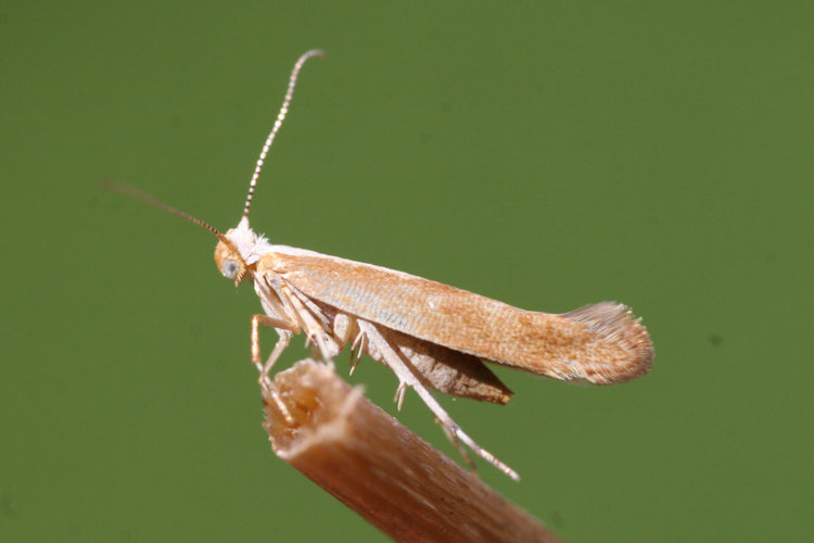 Argyresthia albistria: Bild 3