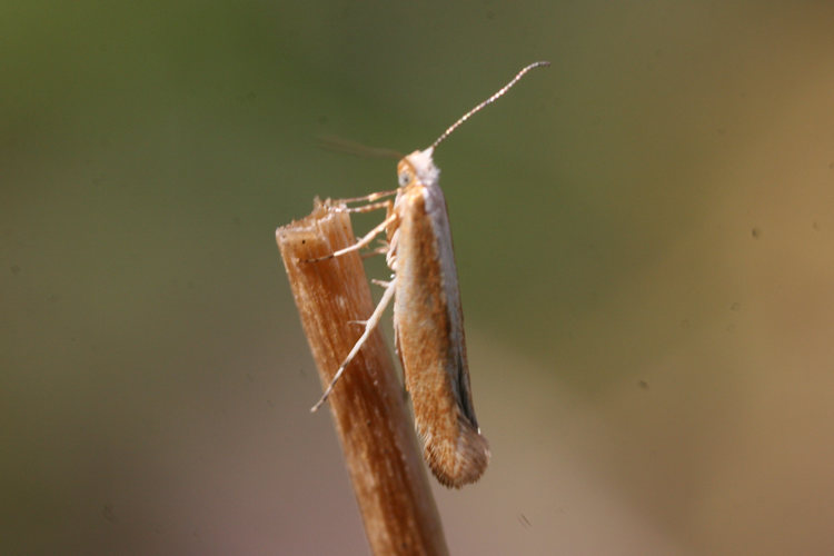 Argyresthia albistria: Bild 4