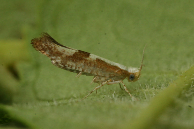 Argyresthia pruniella: Bild 10