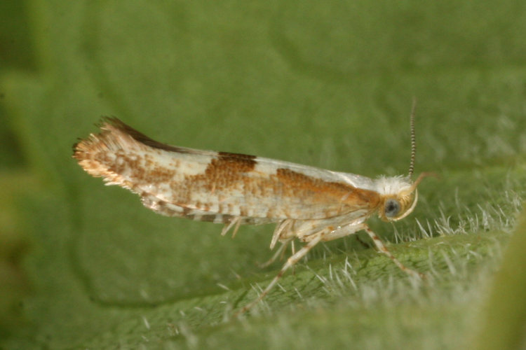 Argyresthia pruniella: Bild 11